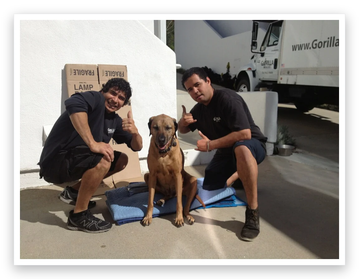 What's the Best and Safest Way to Move With Pets?